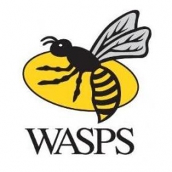 Wasps